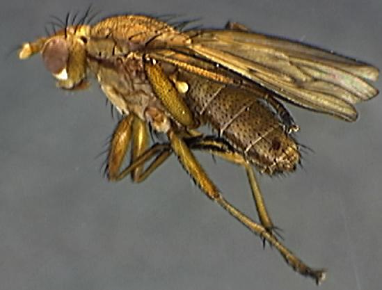 Tetanocera elata